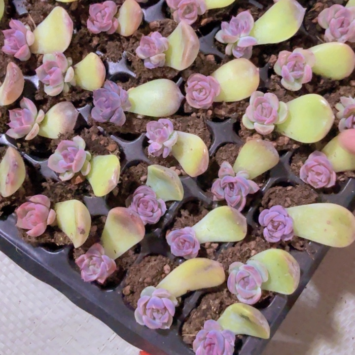 韩版拿破仑穴盘五颗一组