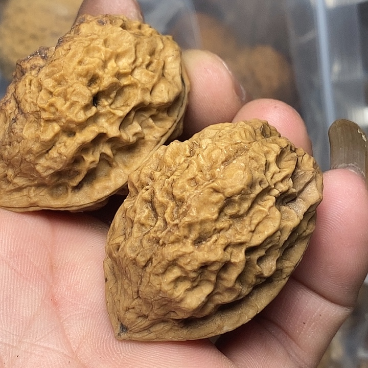 把件文玩核桃云南铁核桃55