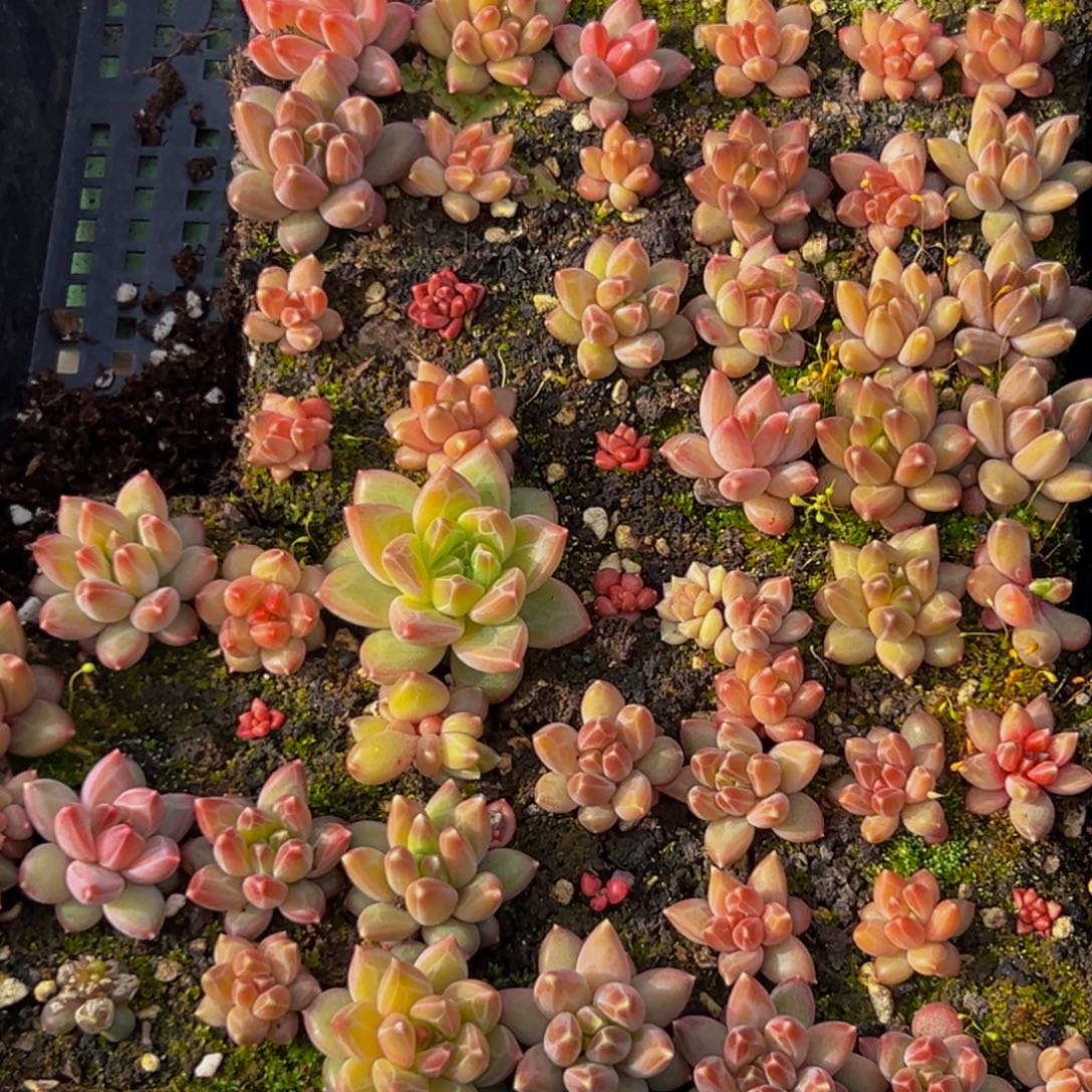 043多肉葡萄的味道是什么味道