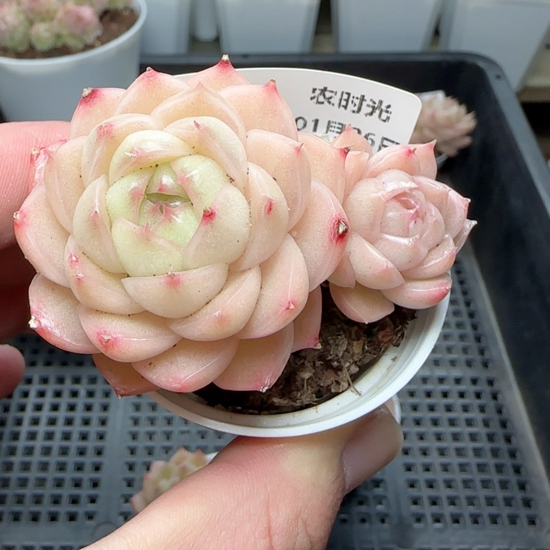 0126-168包子麦秆散