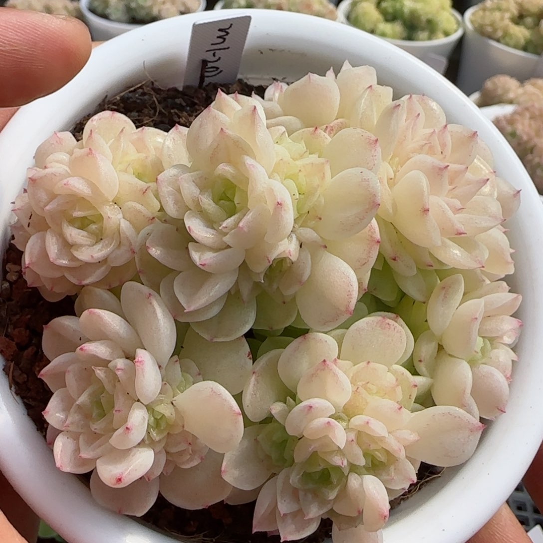 ?****?【闪购商品】0305-70（m1-202-2）