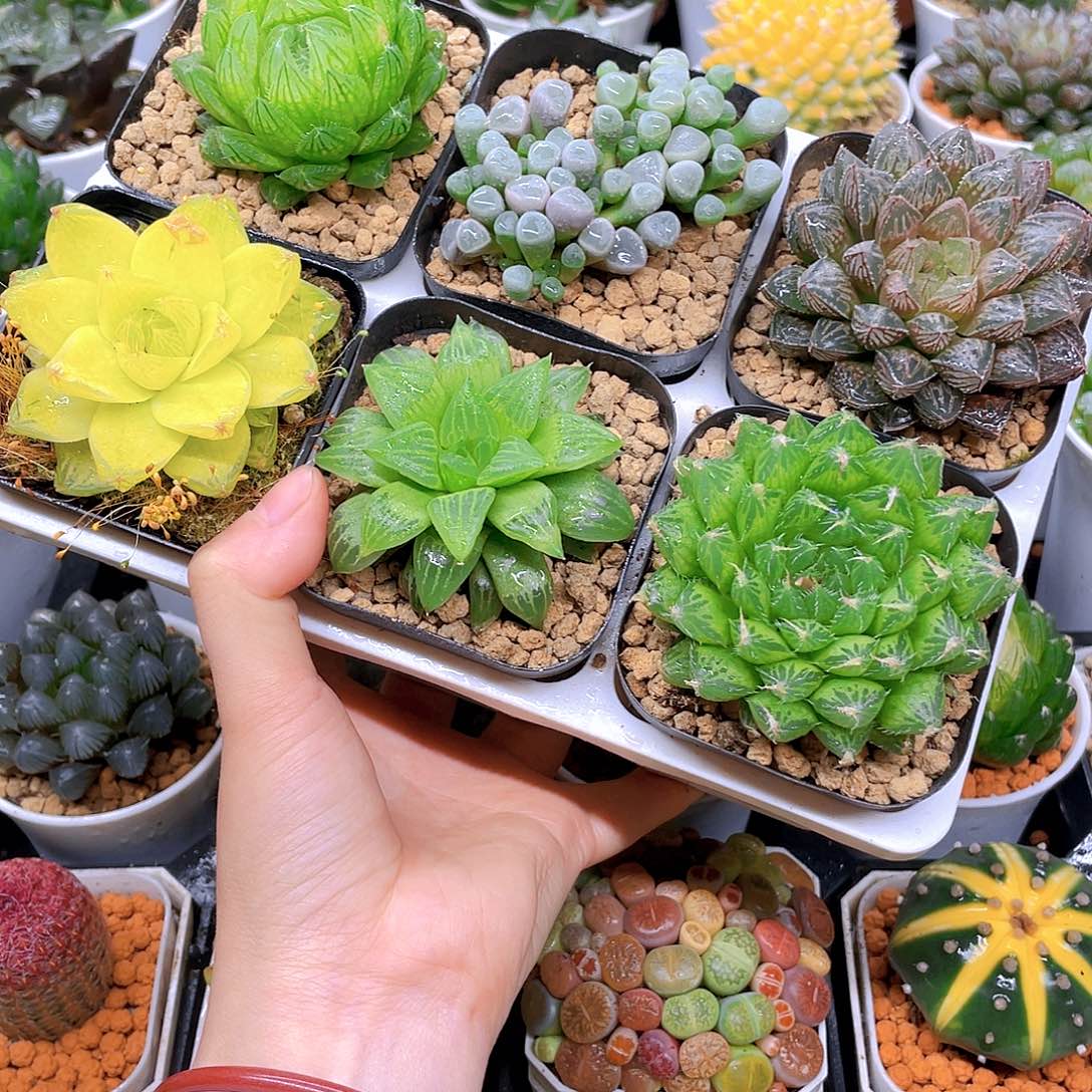 玉露六件套多肉，原盆