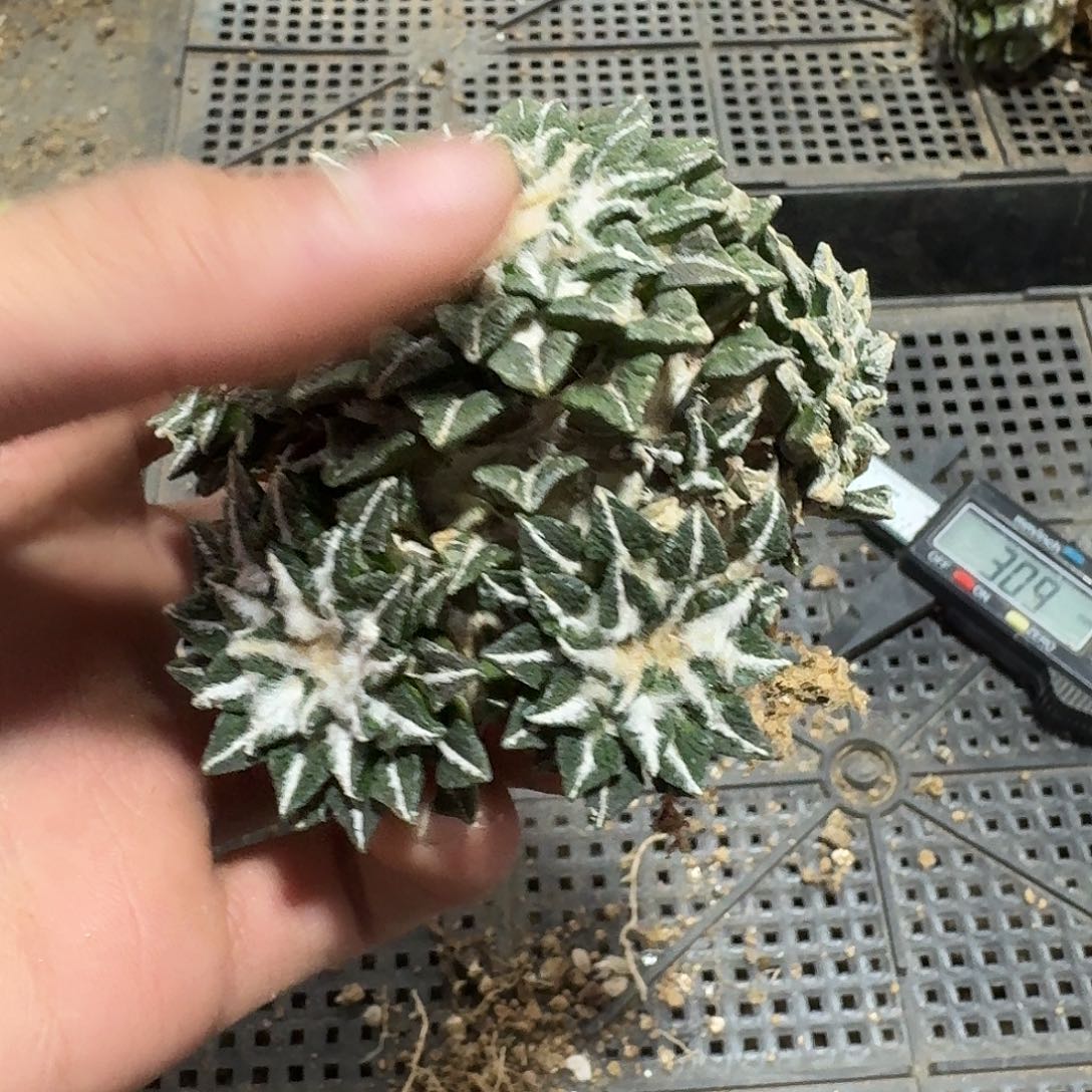 368号仙人球萝卜根