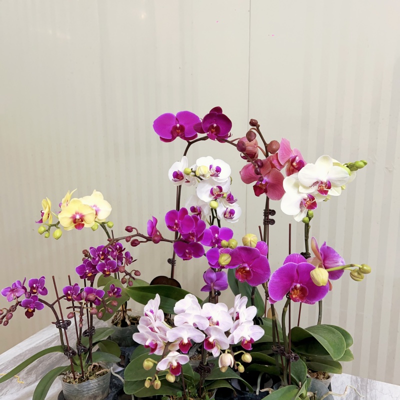 【一物一拍260】精品蝴蝶兰室内绿植，直播专用（仅此一盆）