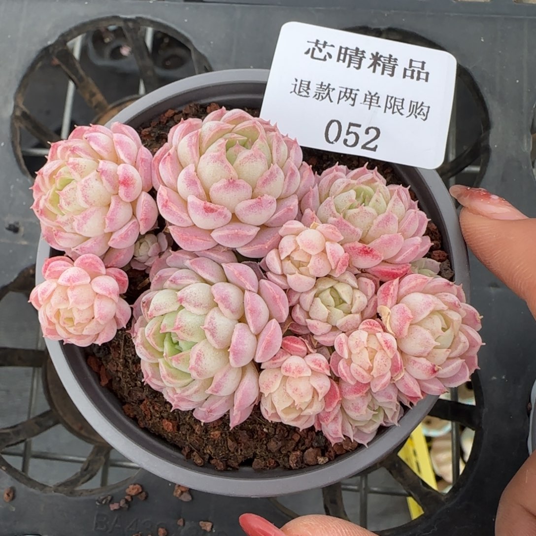 闪购精品多肉52号