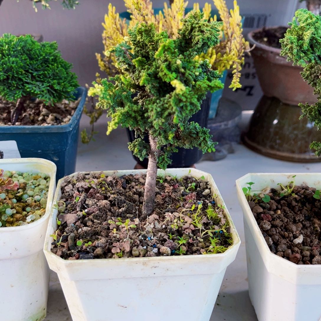 无花朵初雪石化桧………………