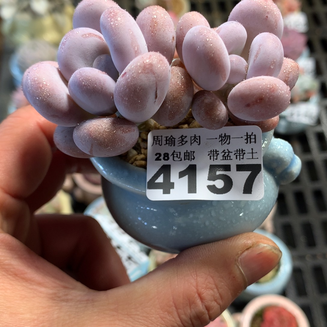 精控多肉植物4157