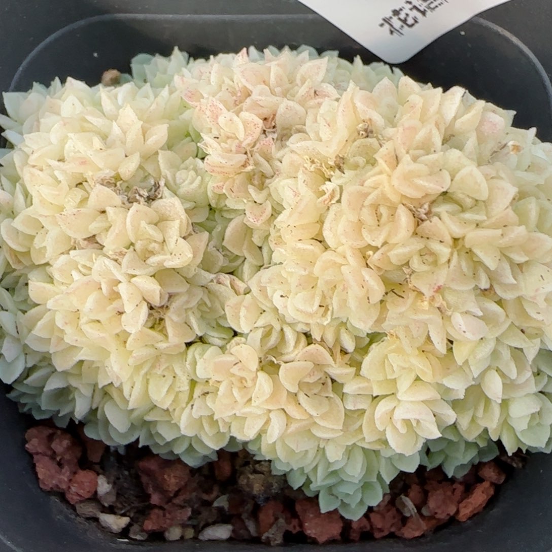 花语逸镜0201-63散