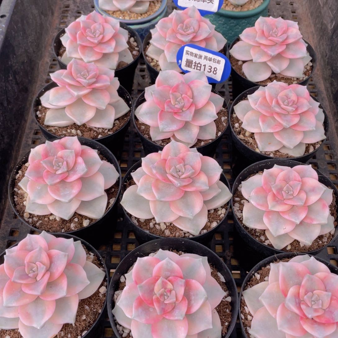 量拍138号 紫乐锦单头一个