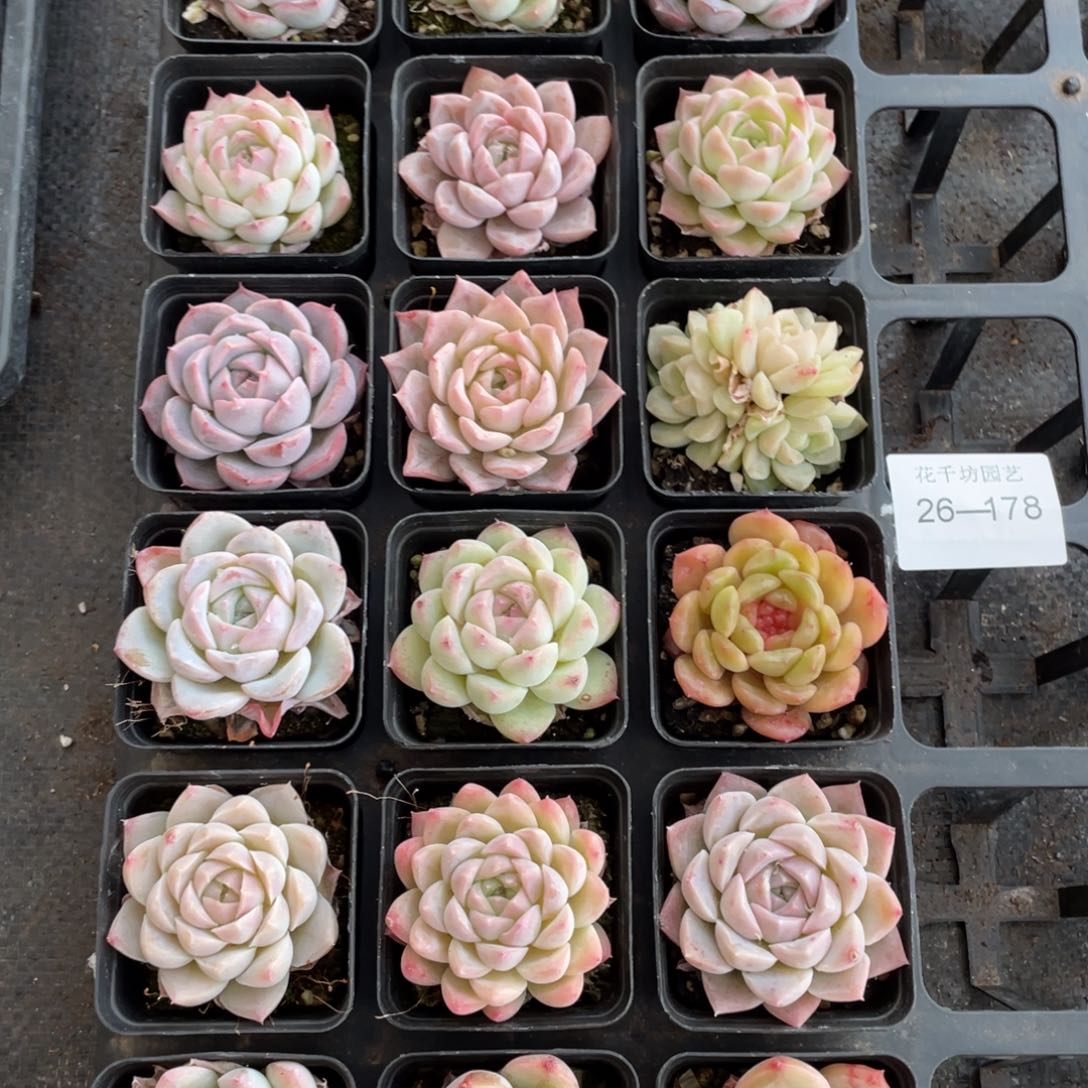 一物一拍18颗26-178