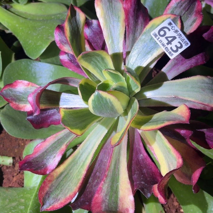 迈*643魅影掌心多肉法师锦，我给您