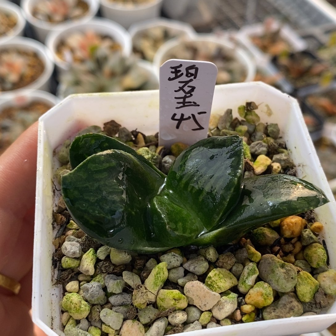碧玉十二卷多肉植物