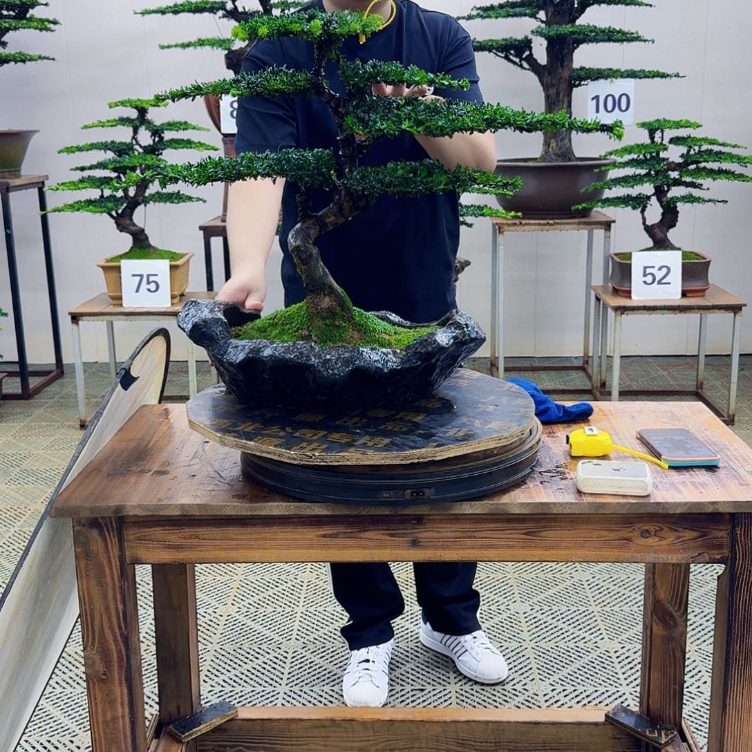 无花朵珍珠罗汉松造型盆景
