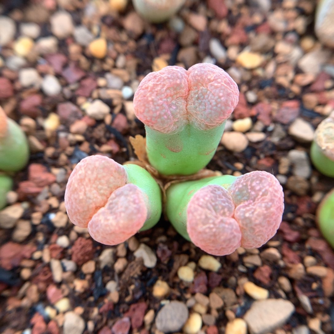 翻窗 美风铃 肉锥植物