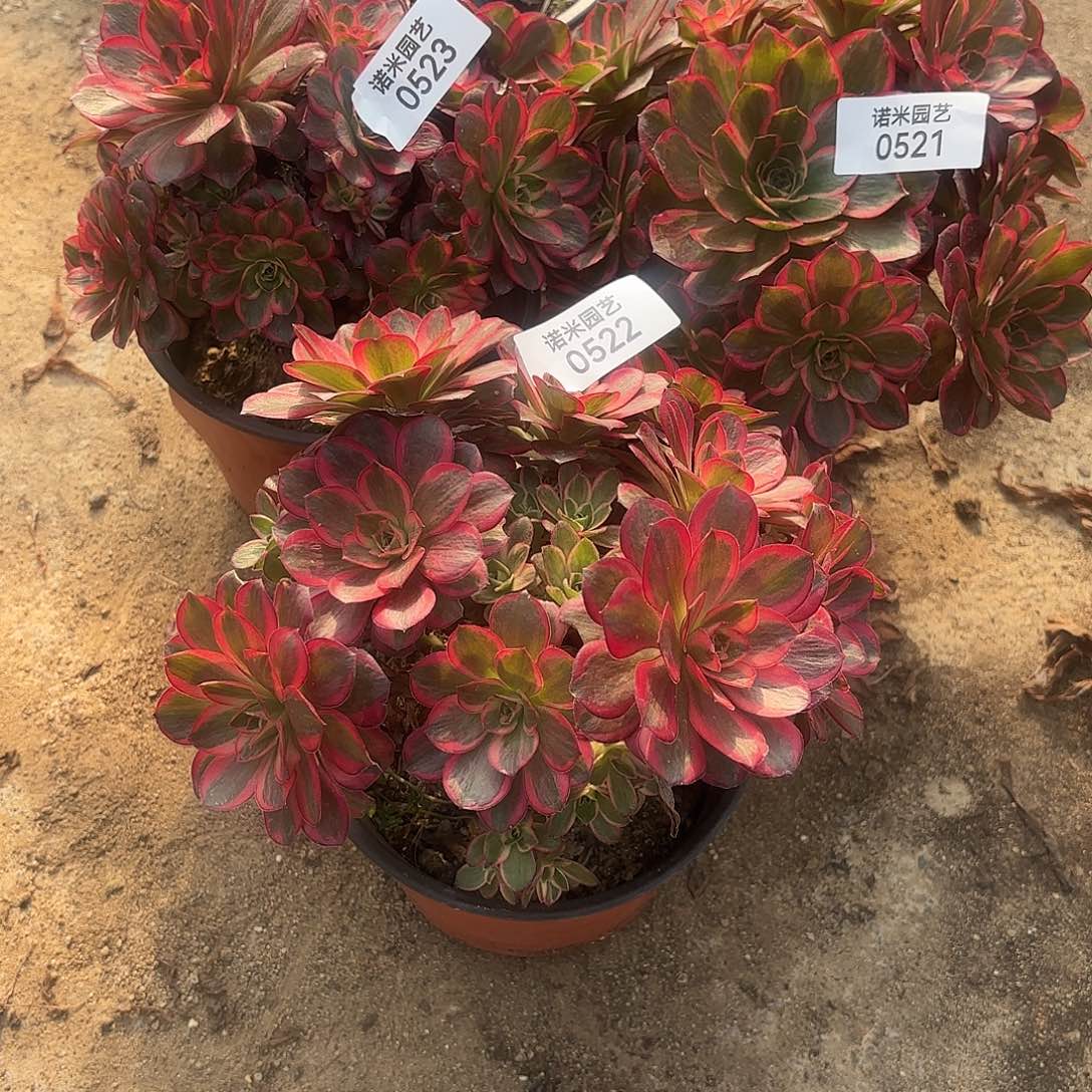 来***干纳福多肉植物三颗521-22-23