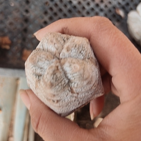 1089处理仙人球嫁接的