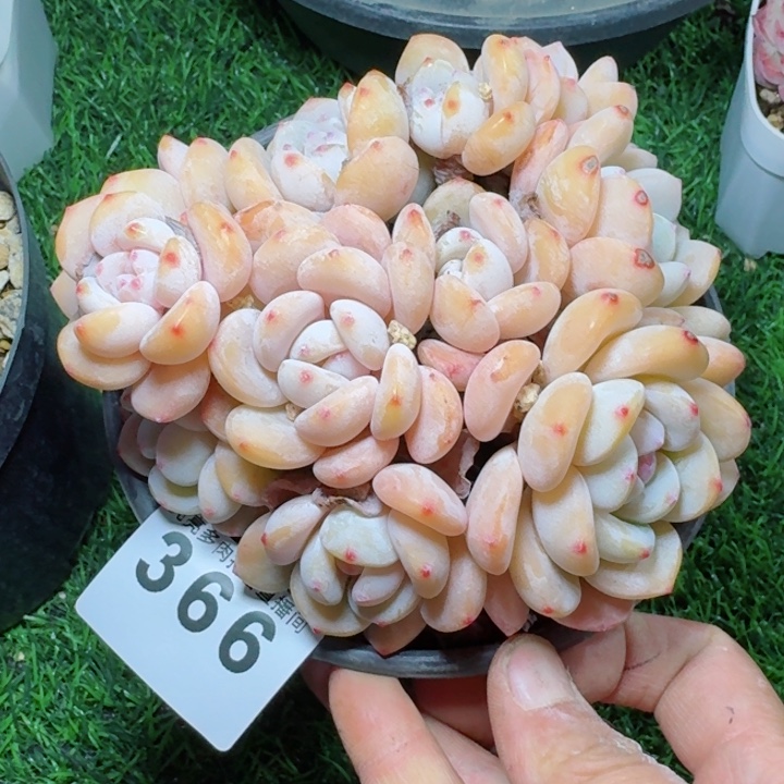 冷香群生         多肉植物