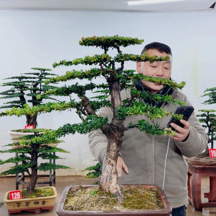 萬***霖无花朵盆景园林……