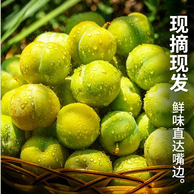 直播次日达】贵州蜂糖脆李脱骨李子应季水果脆甜可口贵州省