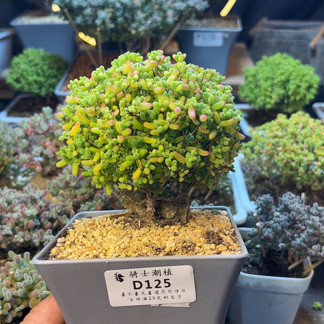 125蜜橘糖球枝干番杏