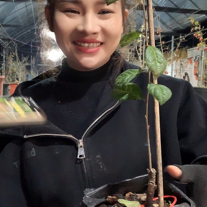 无花朵红灯28.8嫁接