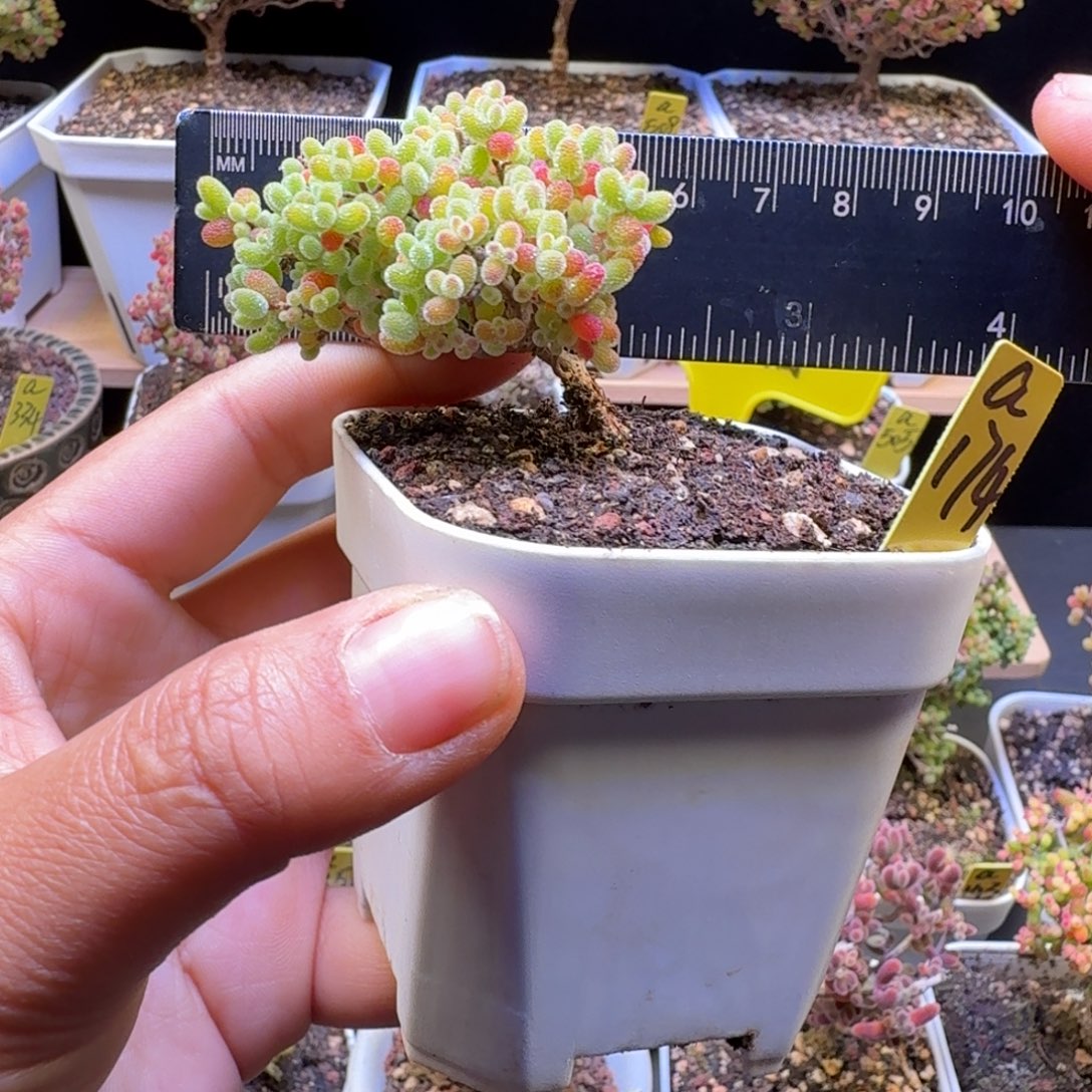 a174号橘子糖冠服5厘米左右