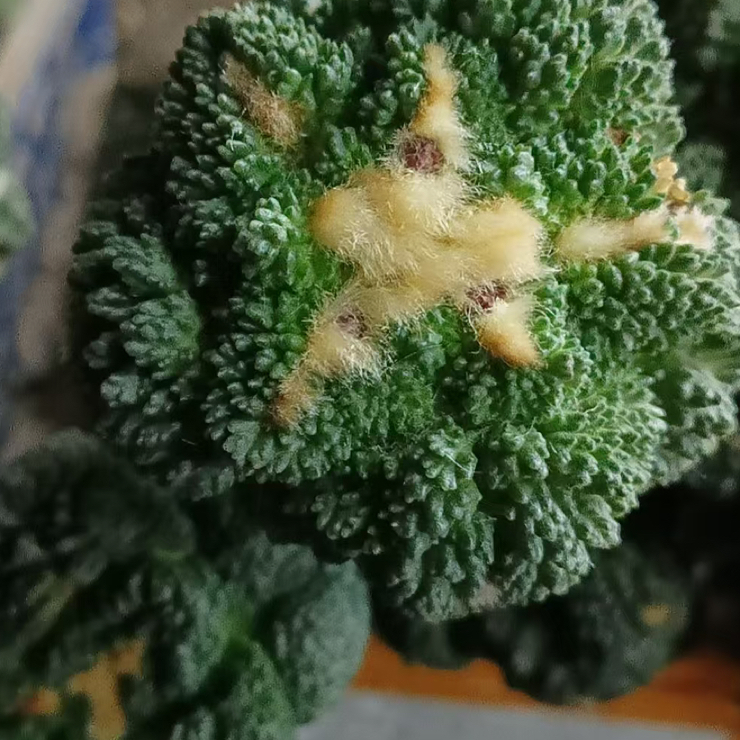 巴西柱嫁接牡丹 三种直径 不同价格