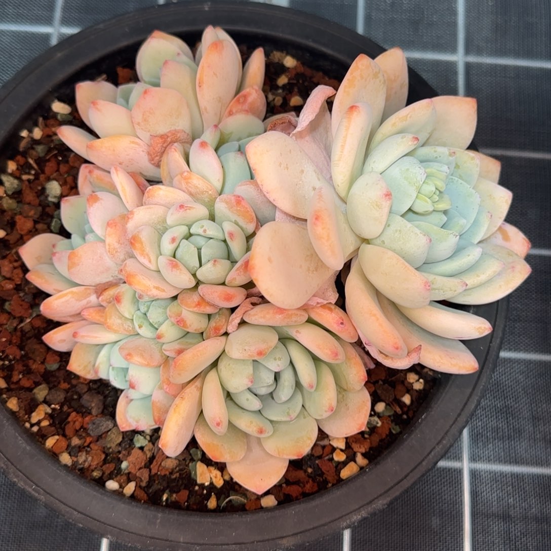 从前慢花园精选多肉冷香大