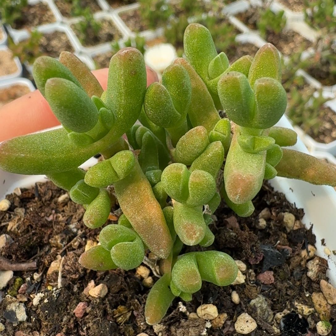 613枝干兔子带盆5888858