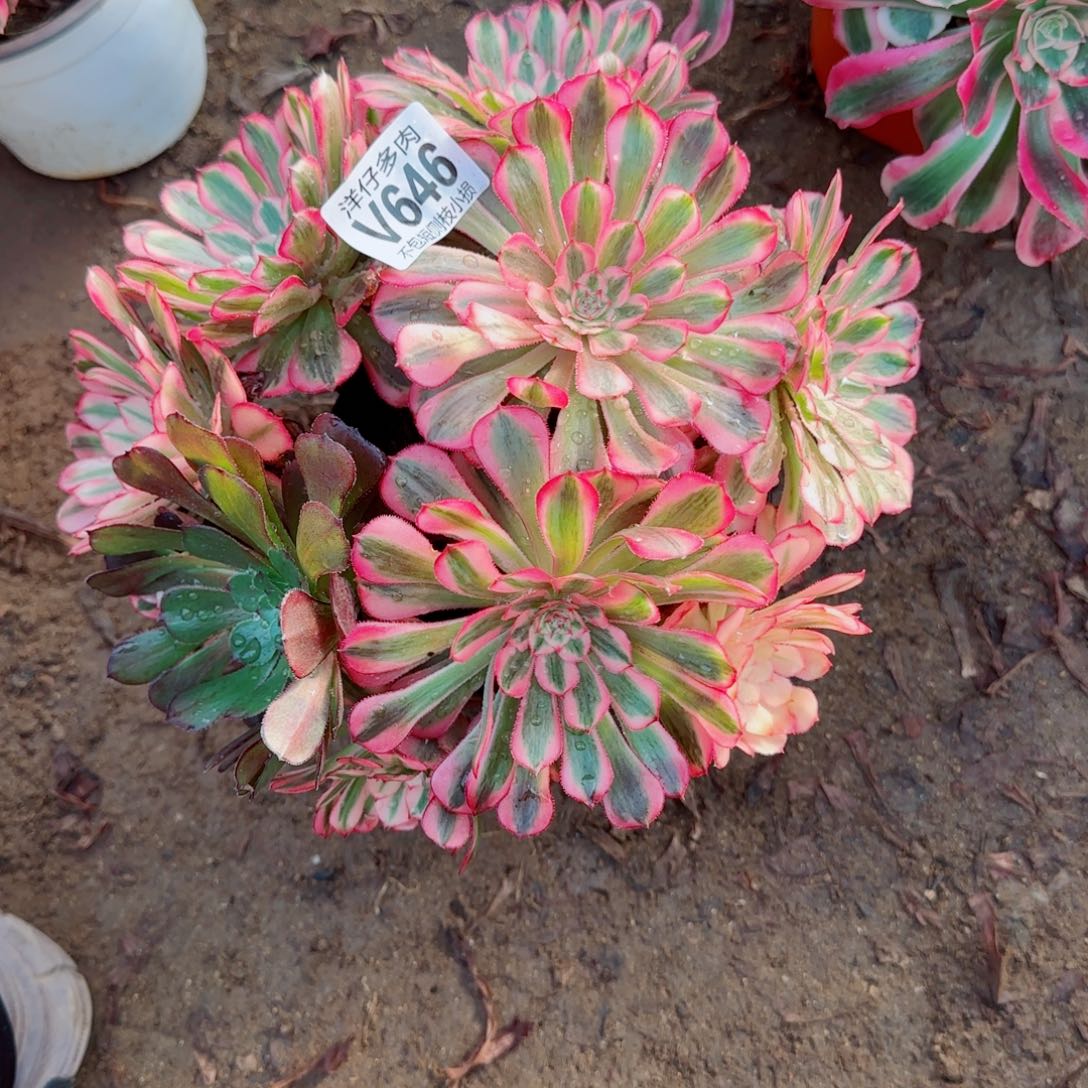 白月光646冠幅25    