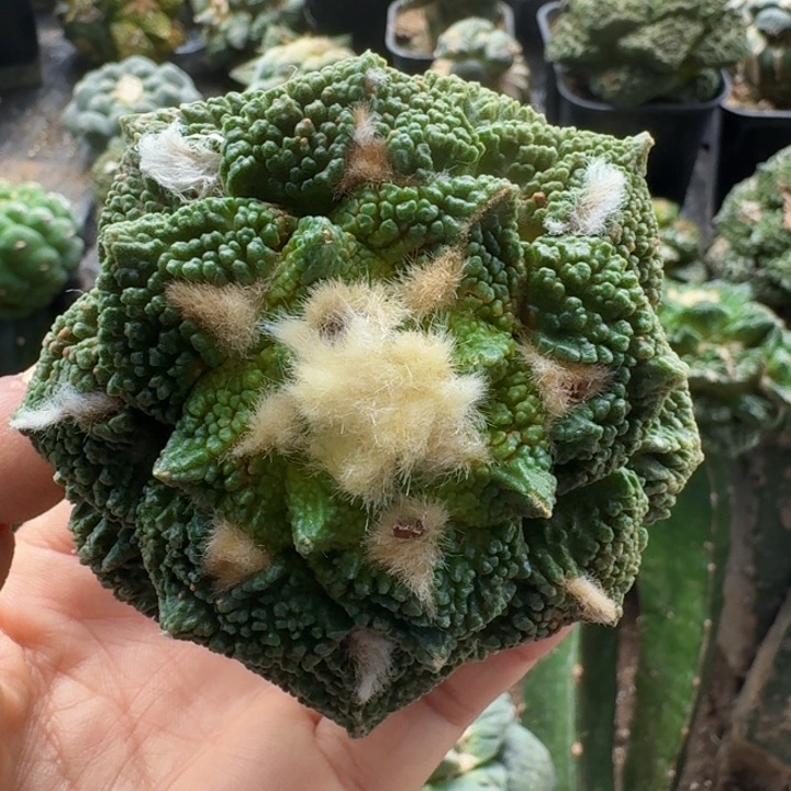 无花朵用****1036菜花黑牡丹