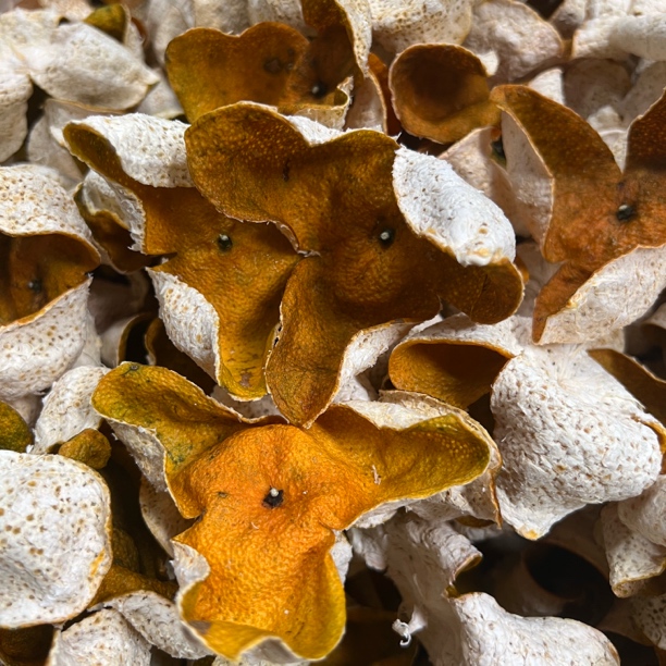 【2025天马10年老树原枝大红皮】 皮后囊薄 蜜甜高香没杂味 