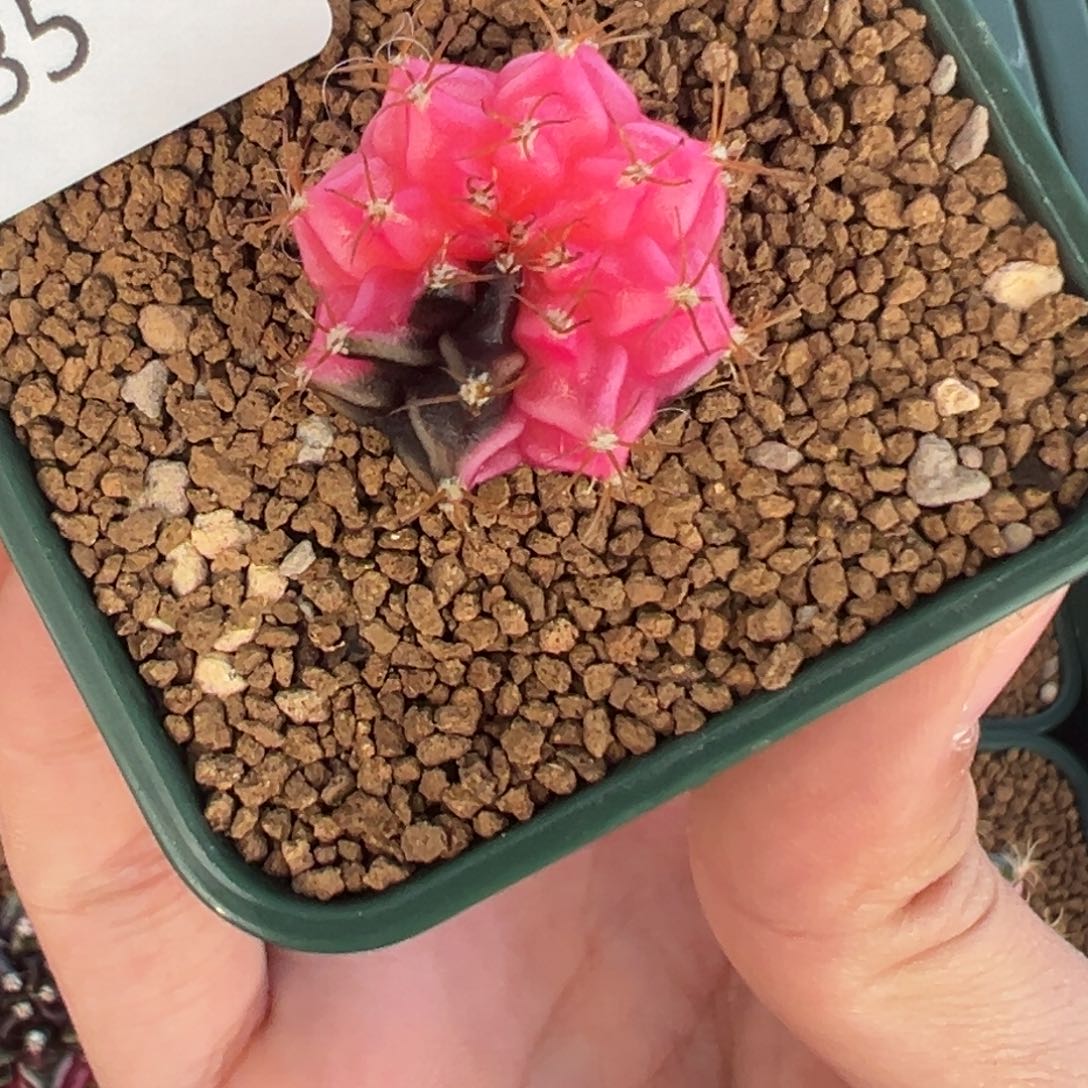 935 好看的米哈冲冲冲