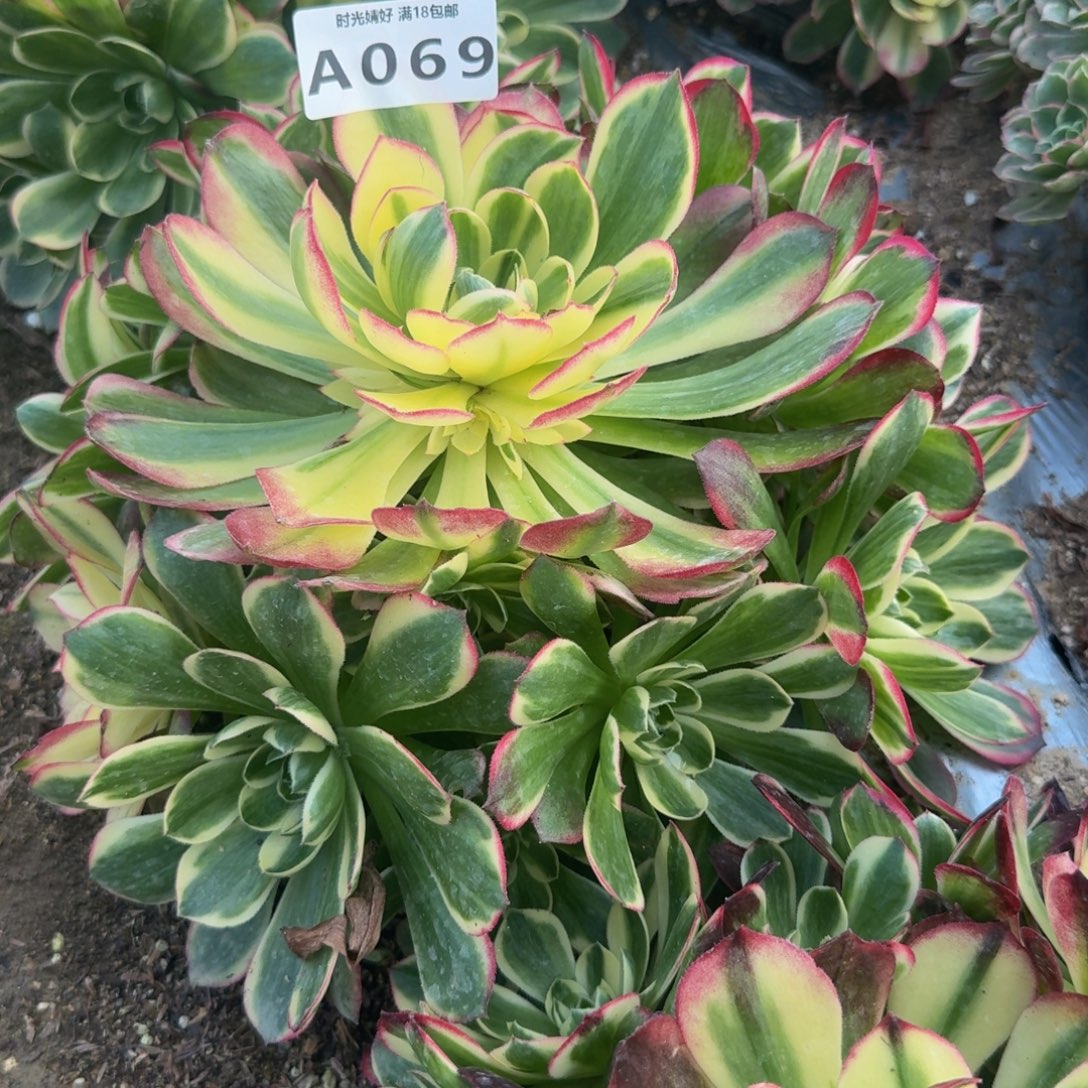 069海鲜 多肉植物