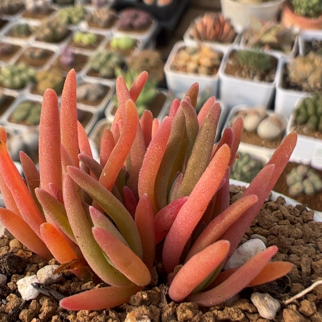 31多肉植物百科植物