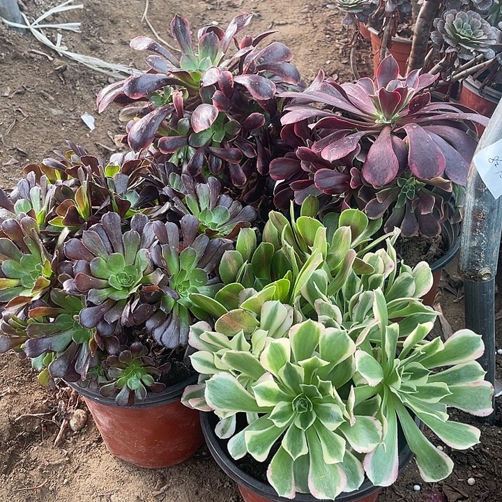 4棵玫瑰玫瑰玫瑰玫瑰