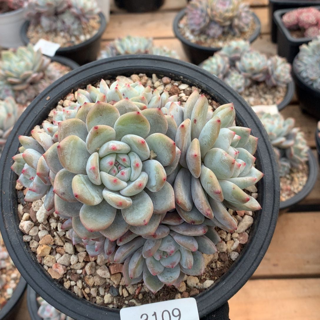 13厘米八头有砍石榴籽3109