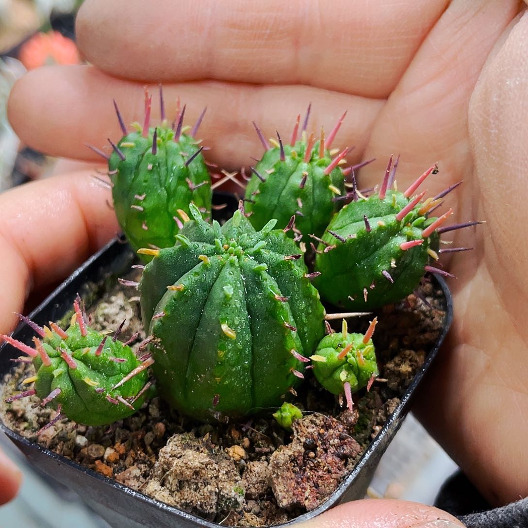 非偏远地区满25包邮仙人球