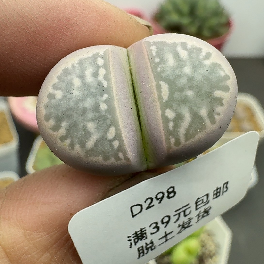 298多肉哈哈哈哈哈哈