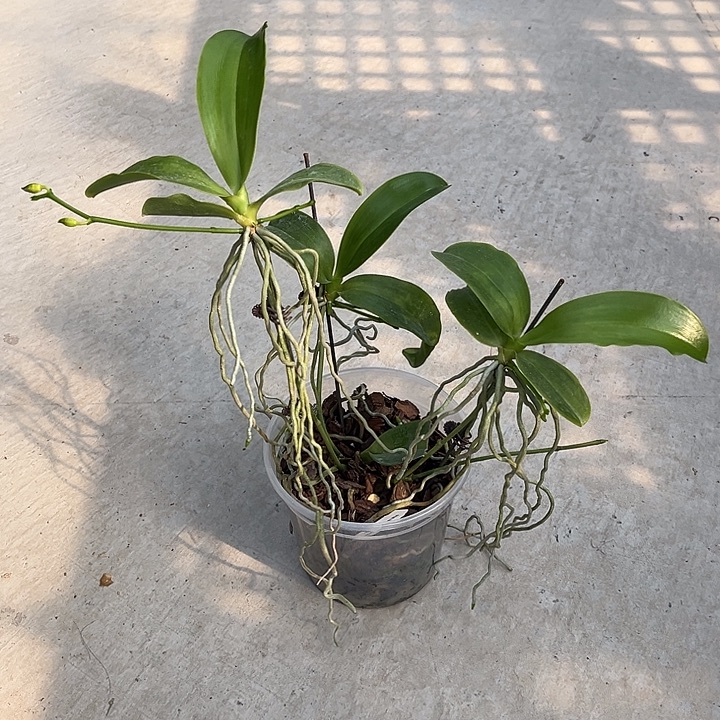 完全开放4.5寸杯多梗x粗斑红路德