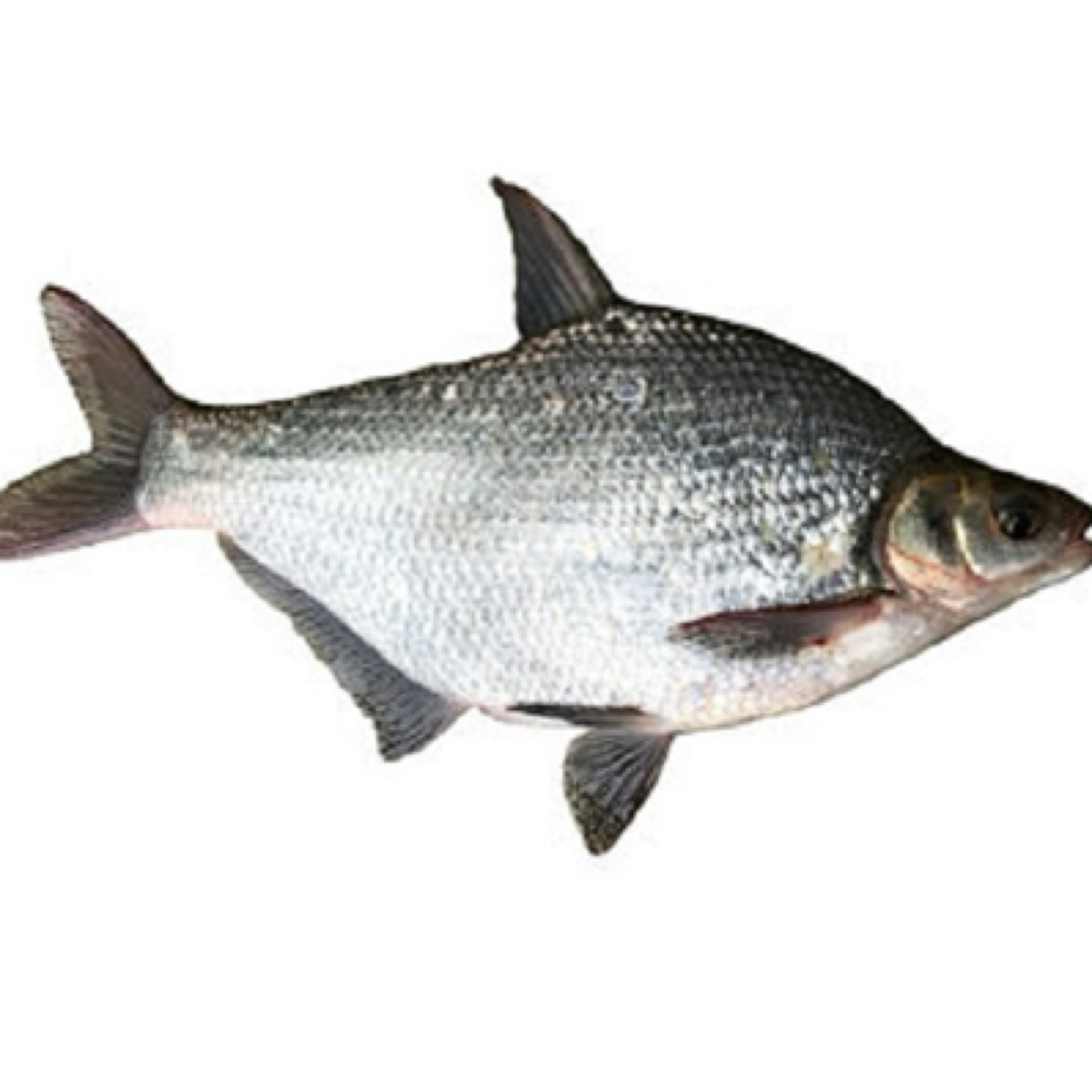 鲜活鳊鱼/条 约750g（默认宰杀）