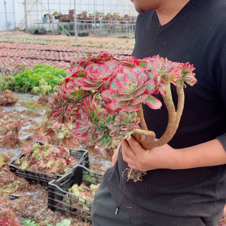 女郎醉话1号多肉法师