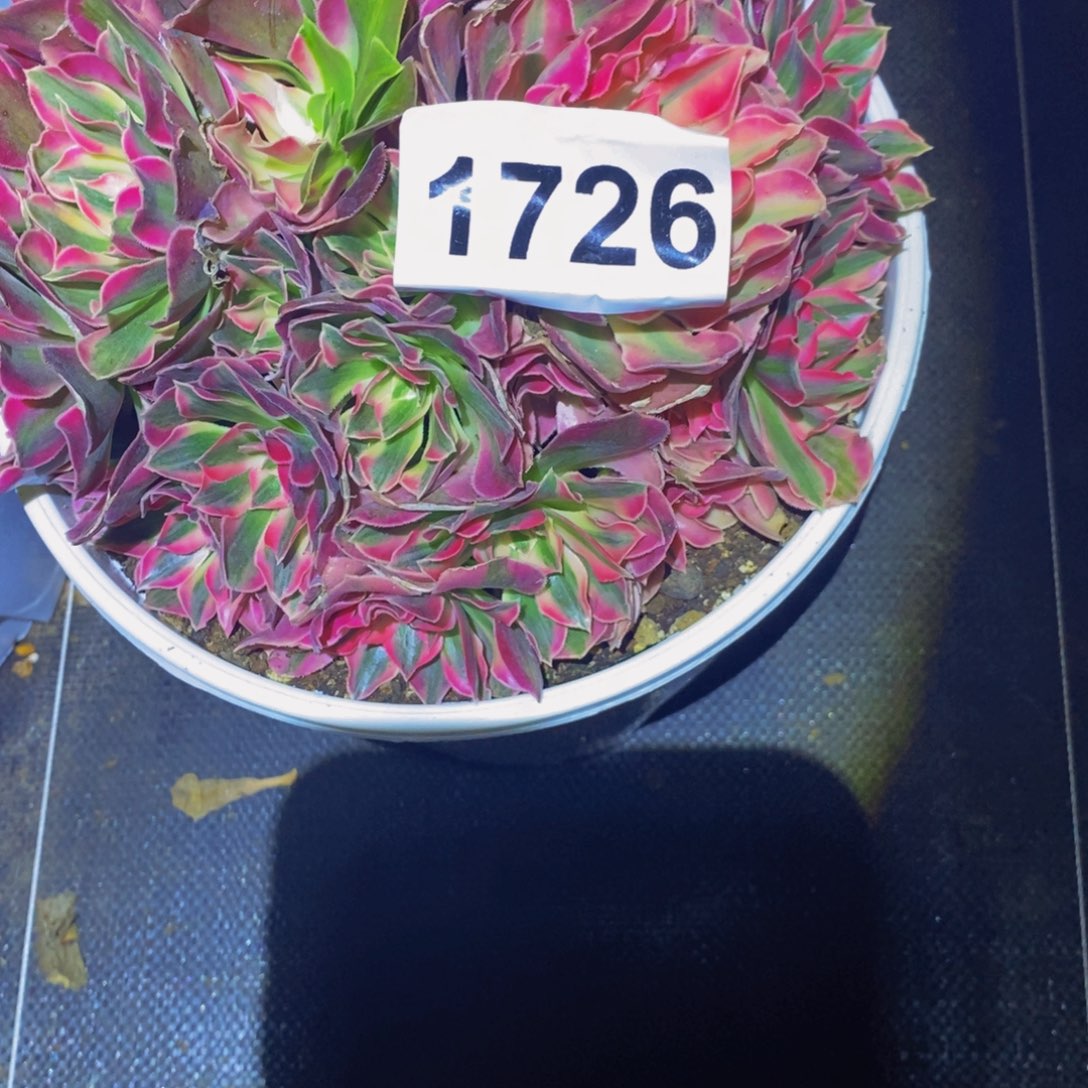 平***》1726多肉植物花样年华