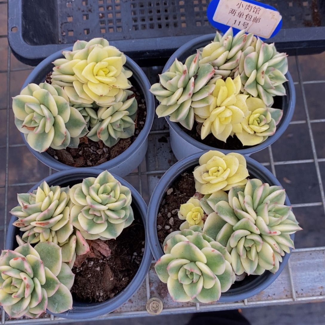 11-精品母本腊牡丹锦多头群一个