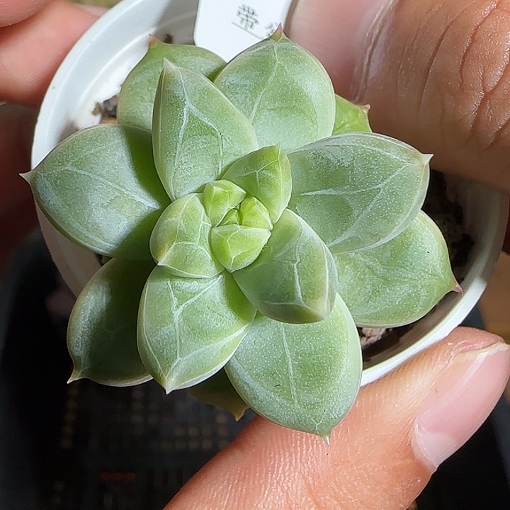 1118------199克拉拉