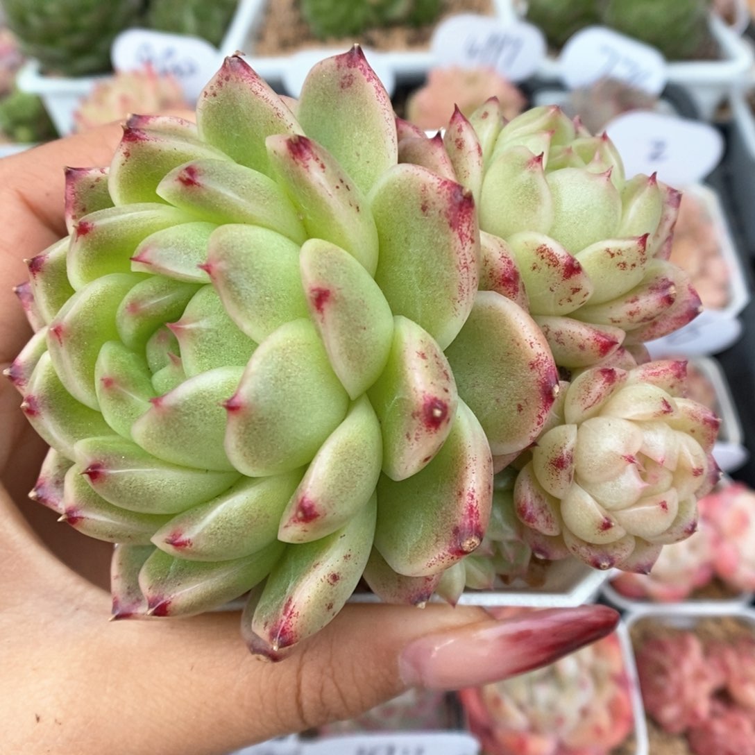 五头菠萝蜜麦秆群生715号