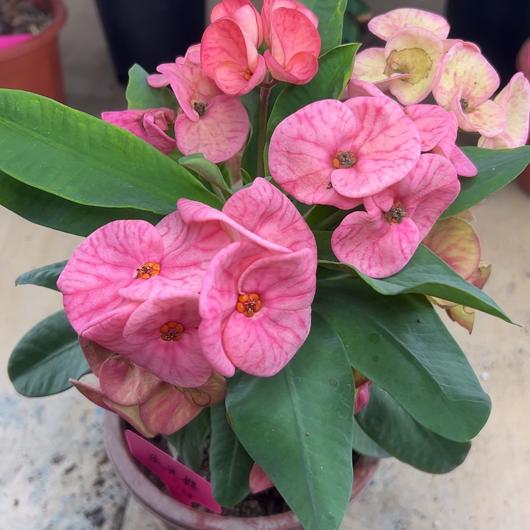 琉光樱泰国大花虎刺梅