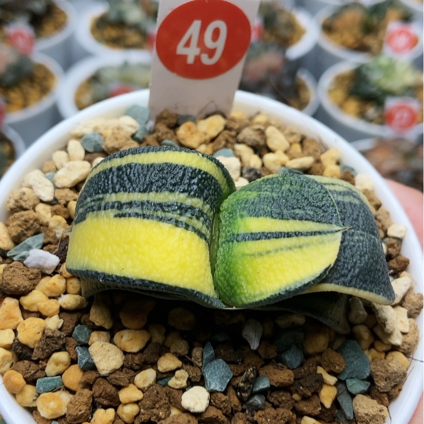 【闪购商品】全****）49卧牛锦