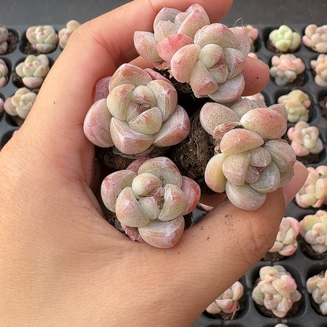 01号到手15颗，小灵玉