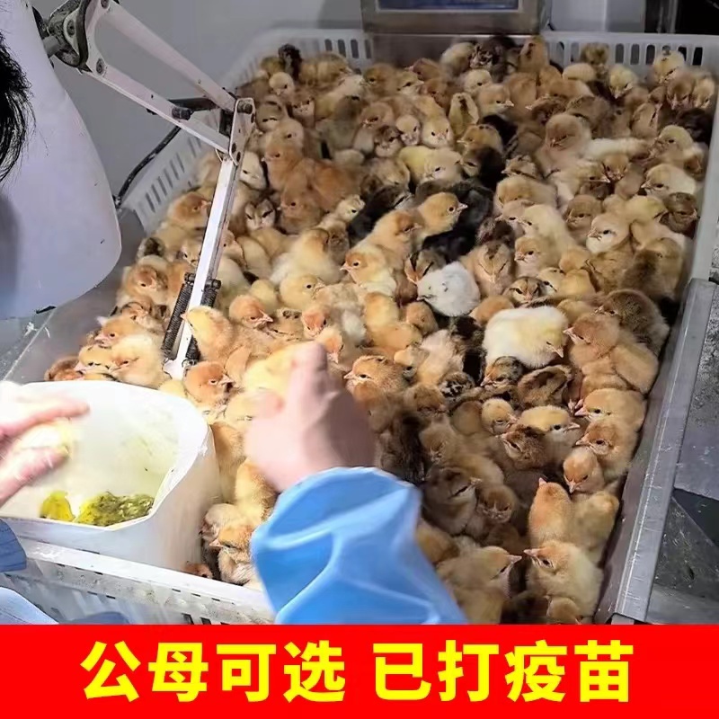 宠物鸡顺丰包邮到家（草鸡/柴鸡）